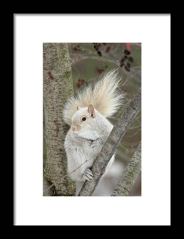 Squirrel Framed Print featuring the photograph Blond Squirrel by Doris Potter