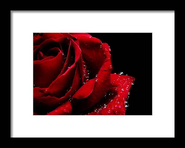 Rose Framed Print featuring the digital art Blood Red Rose by Charmaine Zoe