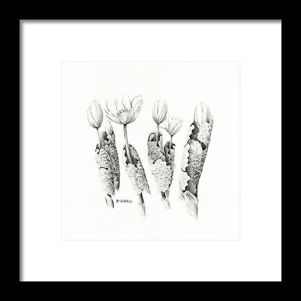 Bloodroot Framed Print featuring the drawing Bloodroot Group by Betsy Gray