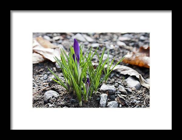 Flower Framed Print featuring the photograph Bloom Awaits by Jeff Severson