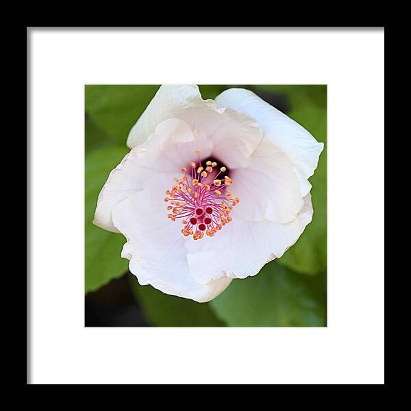 Blossom Framed Print featuring the photograph Bloom by George Taylor