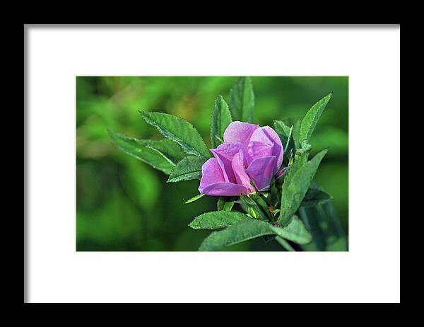 Rose Framed Print featuring the photograph Bloomin by Glenn Gordon