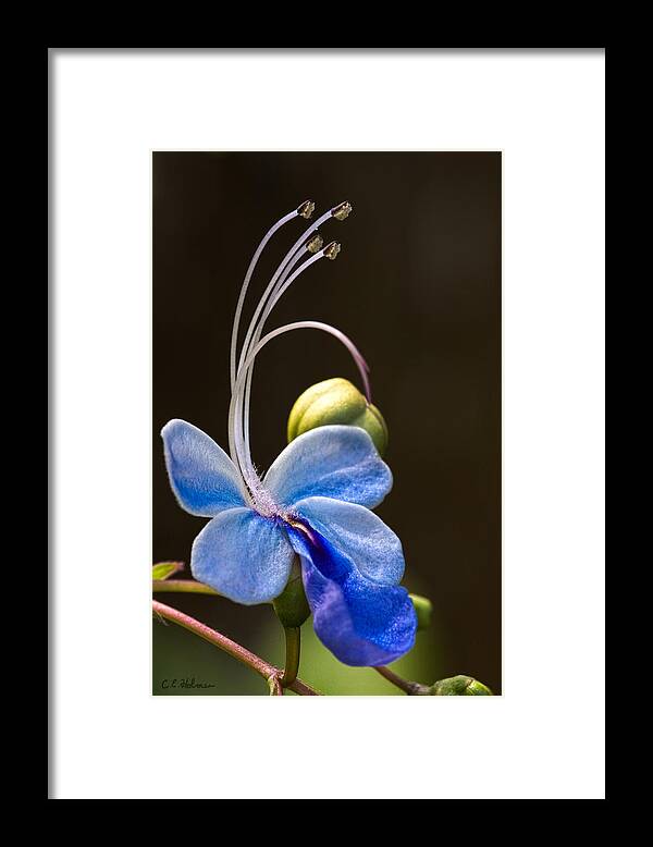 Flower Framed Print featuring the photograph Blooming Butterfly by Christopher Holmes