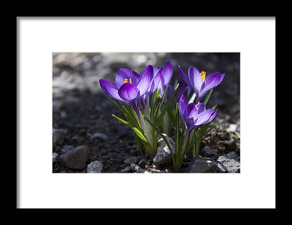Flower Framed Print featuring the photograph Blooming Crocus #2 by Jeff Severson