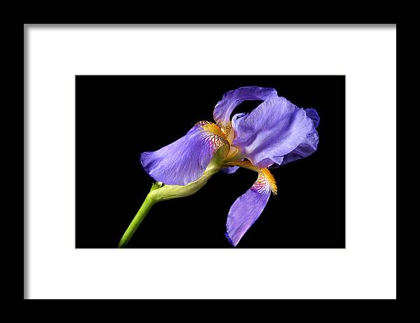 Flower Framed Print featuring the photograph Blooming Iris on Black by Donald Erickson