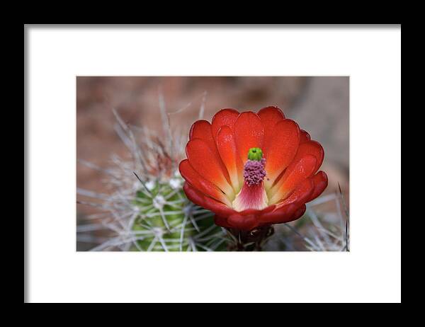Bloom Framed Print featuring the photograph Blooming by Jen Manganello