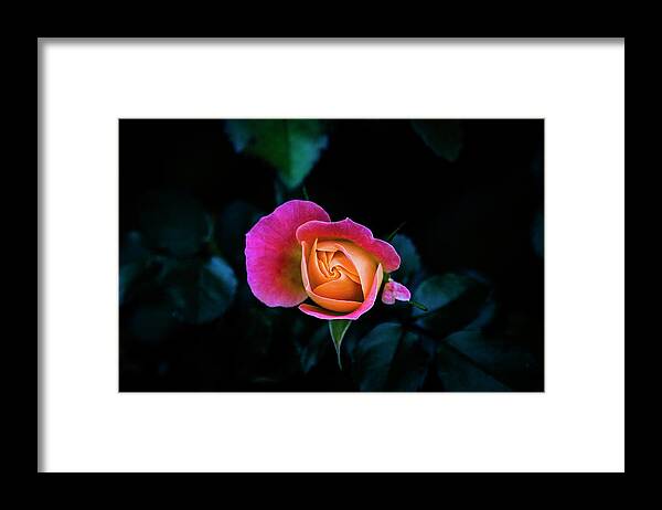 Rose Framed Print featuring the photograph Blooming by Jennifer Walsh