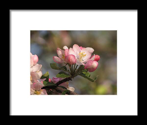  Framed Print featuring the photograph Blooming by Kimberly Mackowski