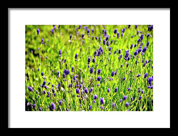 Lavender Framed Print featuring the photograph Blooming Lavender by Jerry Sodorff