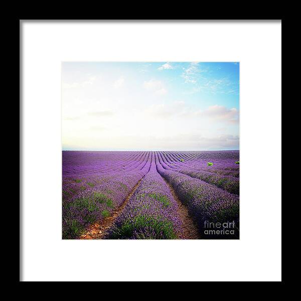 Lavender Framed Print featuring the photograph Blooming Lavender Field Rows by Anastasy Yarmolovich