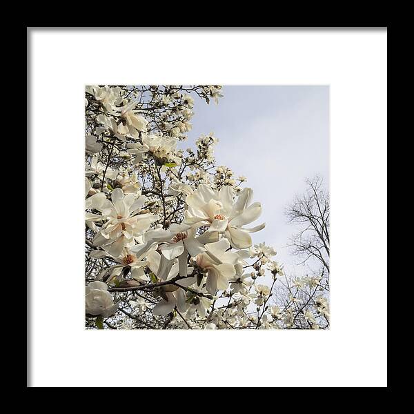 Magnolia Framed Print featuring the photograph Blooming Magnolia Stellata Star Magnolia Tree by Marianne Campolongo