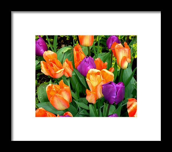 Tulips Framed Print featuring the photograph Blooming Multitude by Lynda Lehmann