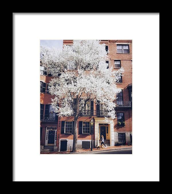  Framed Print featuring the photograph Blooming pear on Pinckney Street by Brian McWilliams