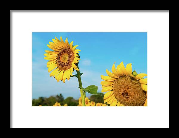 Bloom Framed Print featuring the photograph Blooming Sunflower in Blue Sky by Dennis Dame