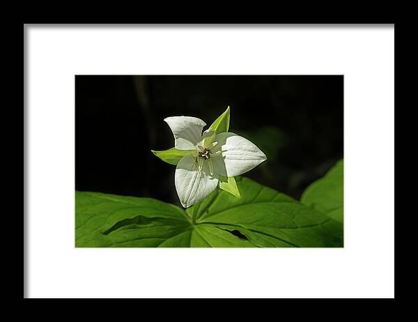 Sweet White Trillium Framed Print featuring the photograph Blooming Trillium by Mike Eingle
