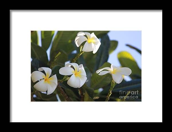 Plumeria Framed Print featuring the photograph Blooms in Paradise by Bev Veals