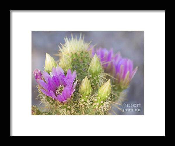 Cactus Framed Print featuring the photograph Blooms of Spring Pink and Purple by Ruth Jolly