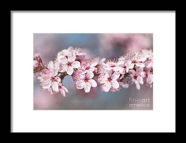 Nature Framed Print featuring the photograph Blossom 2017 by Alex Hiemstra