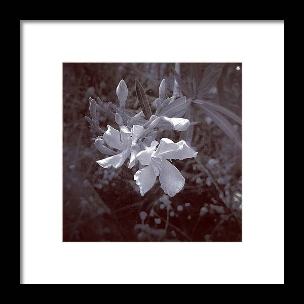 Blossom Framed Print featuring the digital art Blossom in Shadow by Kevyn Bashore