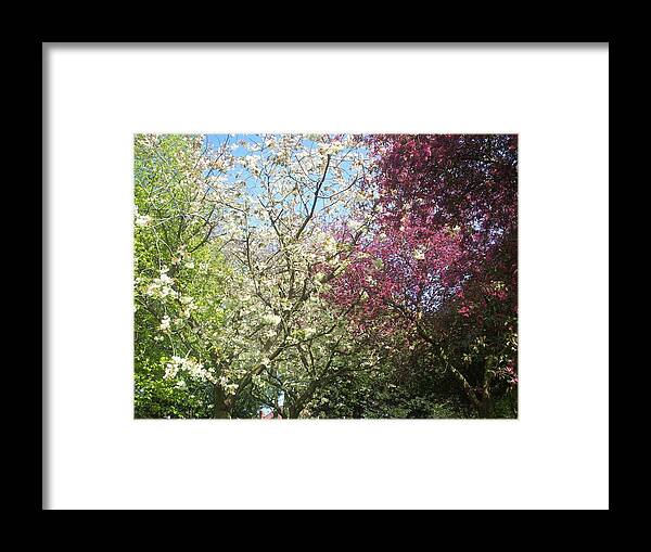 Blossom Framed Print featuring the photograph Blossom Trio by Judith Desrosiers