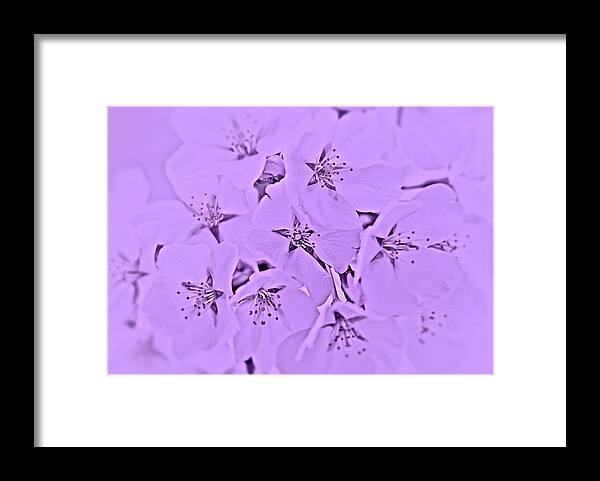 Cherry Blossoms Framed Print featuring the photograph Blossoming Softness by Angie Tirado