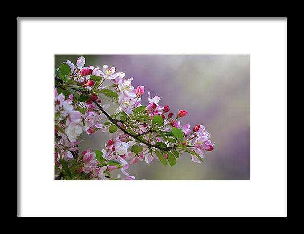 Flower Framed Print featuring the photograph Blossoms and Bokeh by Ann Bridges