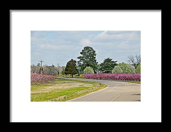 Flowers Framed Print featuring the photograph Blossoms Everywhere by Linda Brown