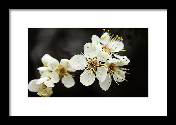 Trees Framed Print featuring the photograph Blossoms of Spring by Holly Ross