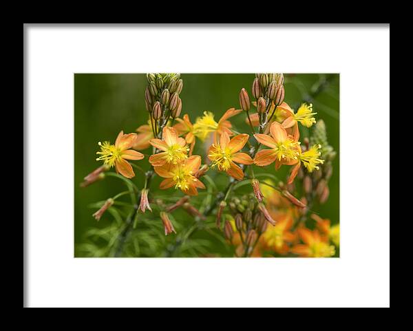 Flower Framed Print featuring the photograph Blossoms of Spring by Stephen Anderson