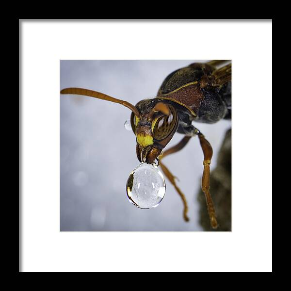 Macro Framed Print featuring the photograph Blowing Bubbles by Chris Cousins