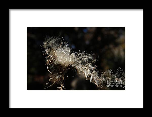 Wind Framed Print featuring the photograph Blowing in the Wind by Rick Rauzi