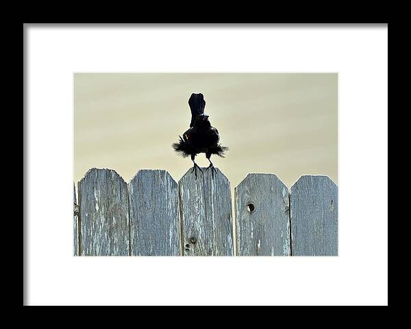 Bird Framed Print featuring the photograph Blows Your Skirt Up by Teresa Blanton
