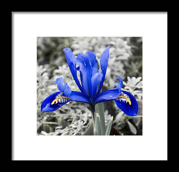 Blue Framed Print featuring the photograph Blue Along by Svetlana Sewell