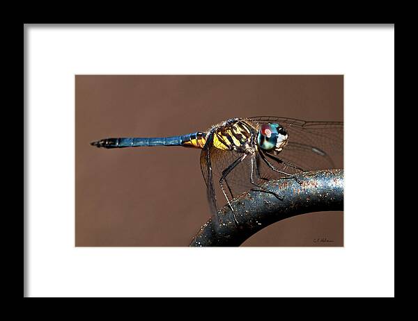 Dragonfly Framed Print featuring the photograph Blue and Gold Dragonfly by Christopher Holmes