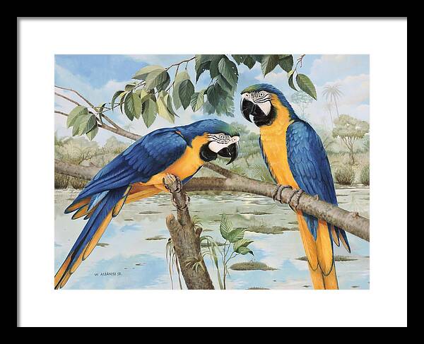 E And Gold Macaws Framed Print featuring the painting Blue and Gold Macaws by William Albanese Sr