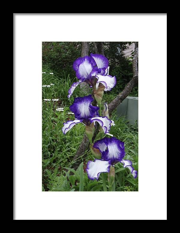 Monet Framed Print featuring the photograph Blue and White Iris Monet like by Tim Donovan