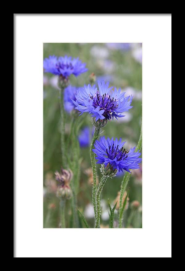 Nature Framed Print featuring the photograph Blue Astera by Bruce Bley
