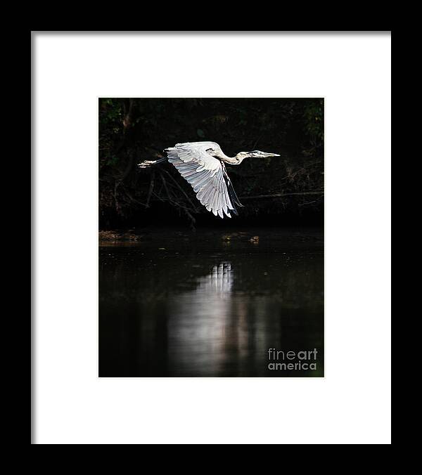 Heron Framed Print featuring the photograph Blue Ballet by Tom Cameron
