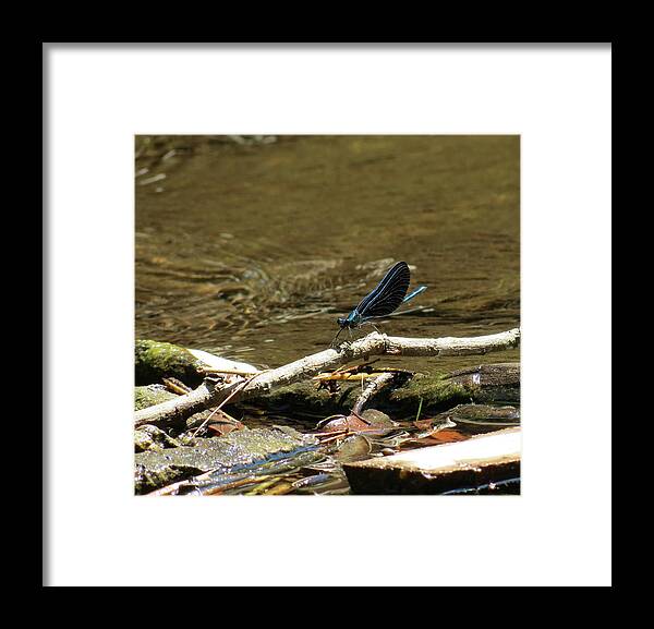 Insect Framed Print featuring the photograph Blue Beauty by Azthet Photography