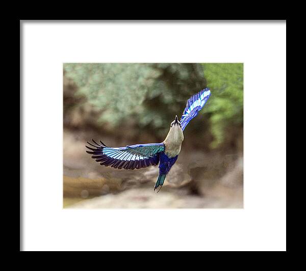Bird Framed Print featuring the photograph Blue-bellied Roller In Flight by William Bitman