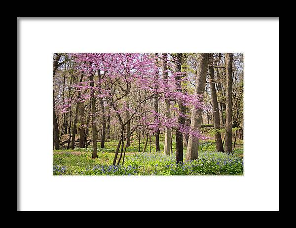 Illinois Framed Print featuring the photograph Blue Bells and Red Buds by Joni Eskridge