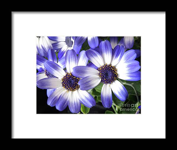 Flowers Framed Print featuring the photograph Blue Bi-Color Pericallis Senetti by Dorothy Lee
