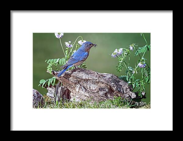 Bluebird Framed Print featuring the photograph Bluebird Bearing Bug by Peg Runyan