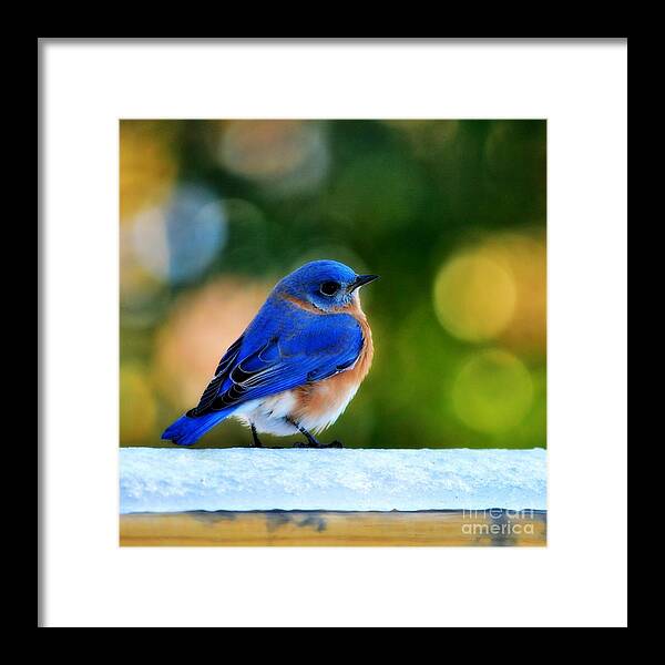 Bluebird Framed Print featuring the photograph Blue Bird by Kelly Nowak