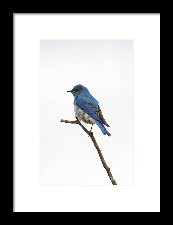 Bird Framed Print featuring the photograph Blue Bird Skies by Douglas Kikendall