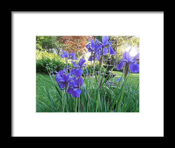 Blue Framed Print featuring the photograph Blue Blue Iris by Tim Donovan