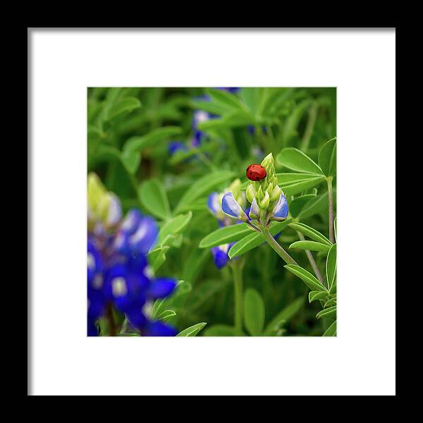 Flowers & Plants Framed Print featuring the photograph Texas Blue Bonnet and Ladybug by Brad Thornton