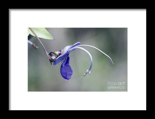 Purple Flowers Framed Print featuring the photograph Blue Butterfly Bush by Linda Lees