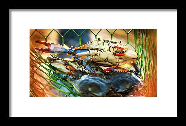 Blue Crabs Framed Print featuring the photograph Blue Crab Cha Cha Cha by Karen Wiles