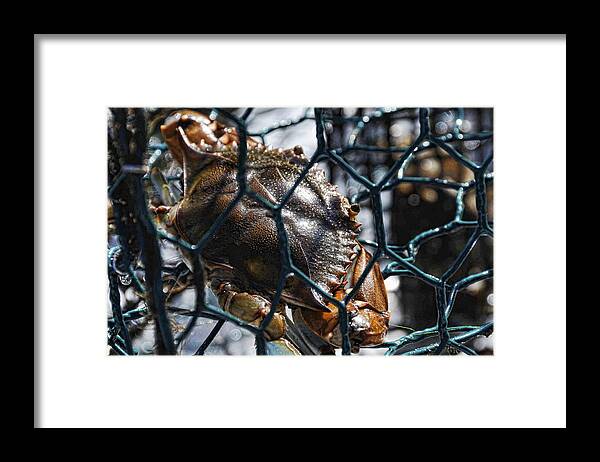 Blue Crab Framed Print featuring the photograph Blue Crab by Jody Lovejoy